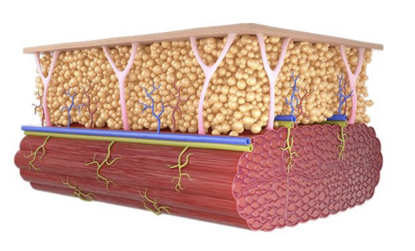 Layer of fat on top of muscle